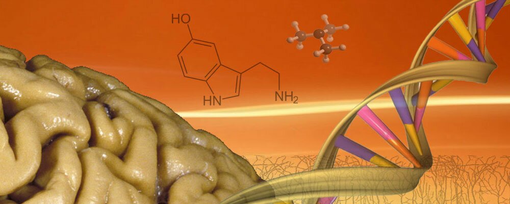 Gestor del Conocimiento sobre el Cerebro Humano